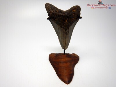 2.35 juvenile megalodon tooth with stand