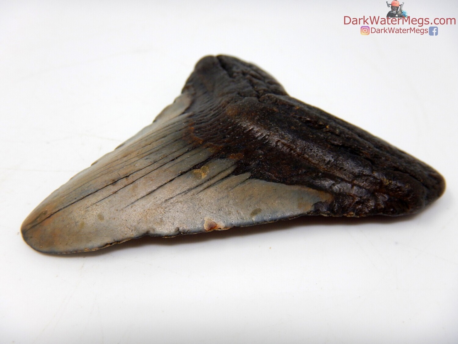 2.76 fossil megalodon