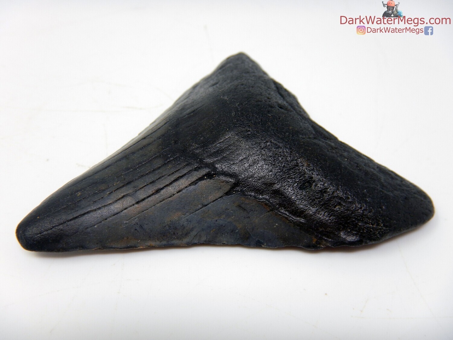 2.80 jet black fossil megalodon