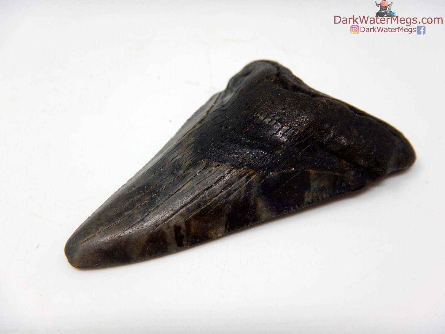 2.38 fossil baby megalodon