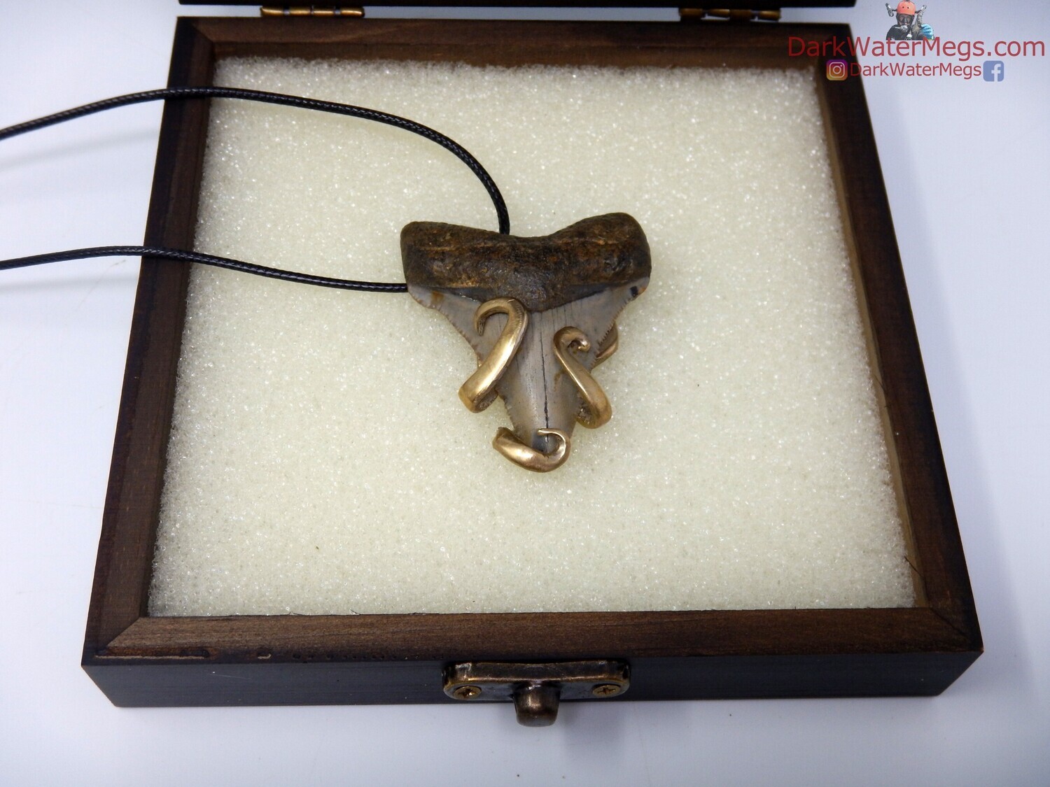 2.07&quot; Fork Wrapped Megalodon Necklace In Box