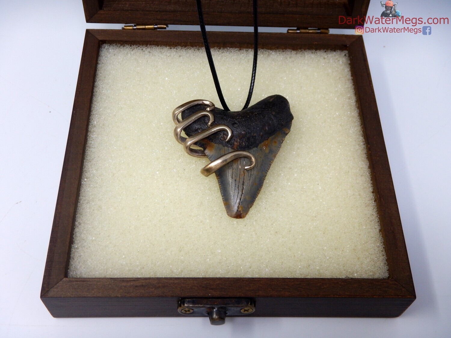 2.36&quot; Fork Wrapped Megalodon Necklace In Box