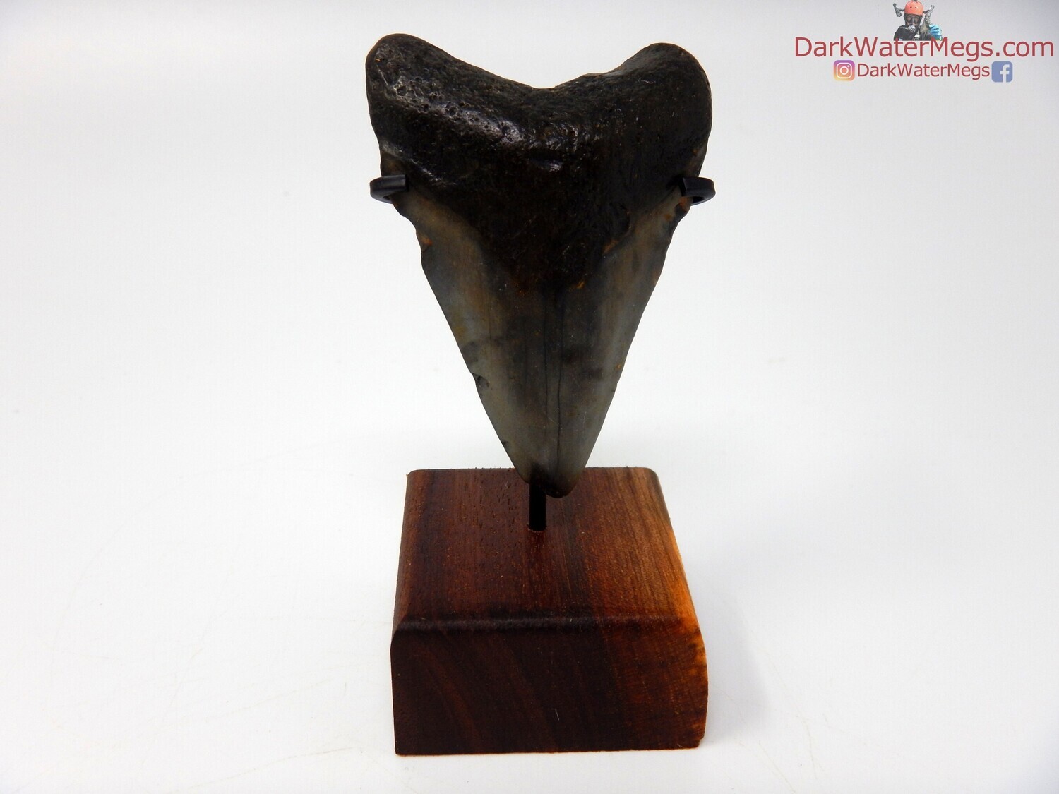 2.29 dark megalodon tooth with stand