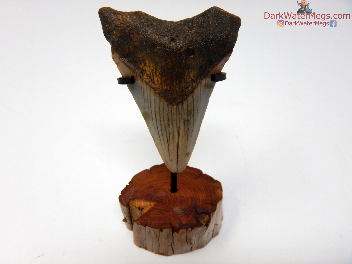 1.96  small megalodon with stand