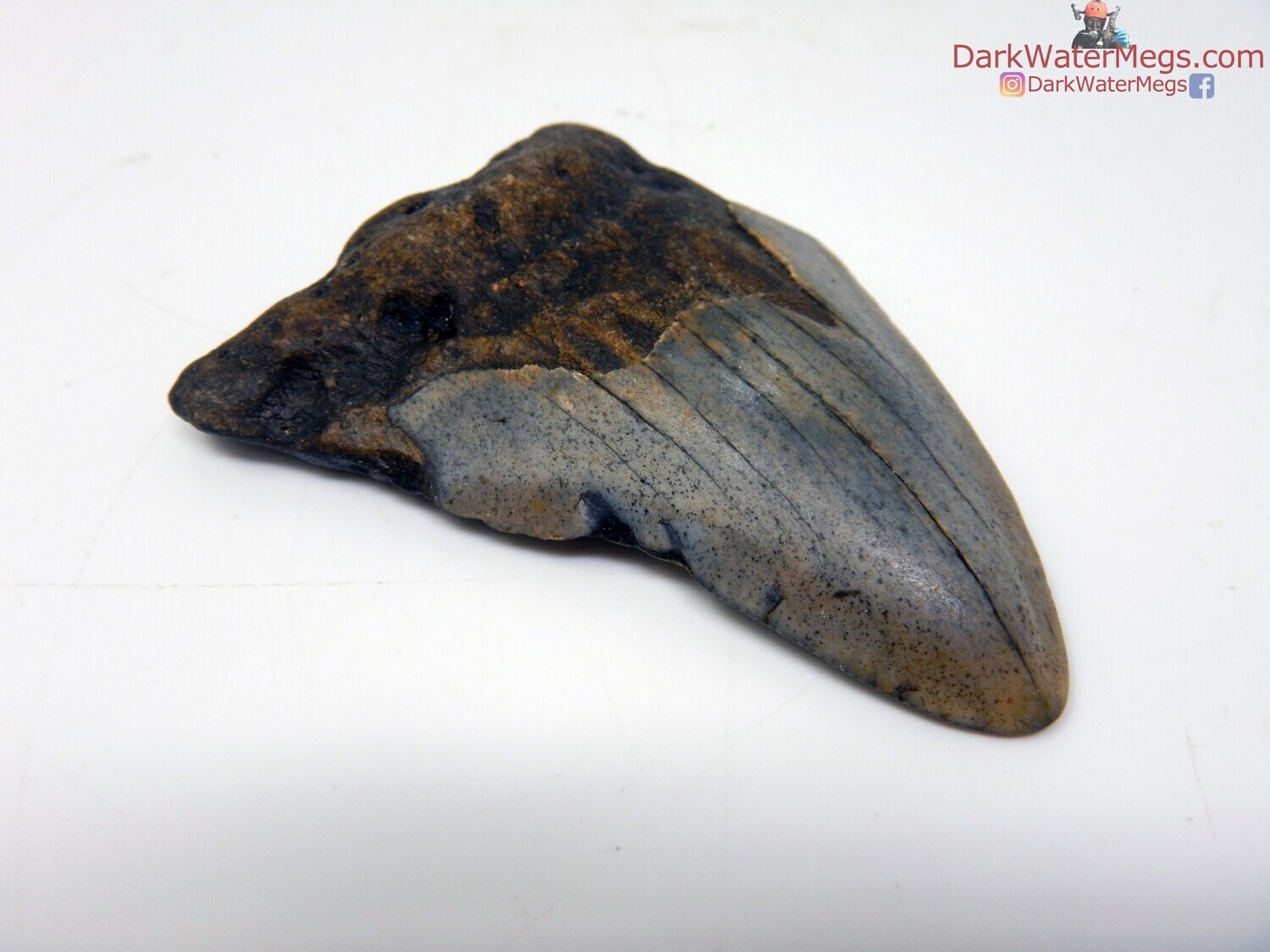 2.57 fossil megalodon