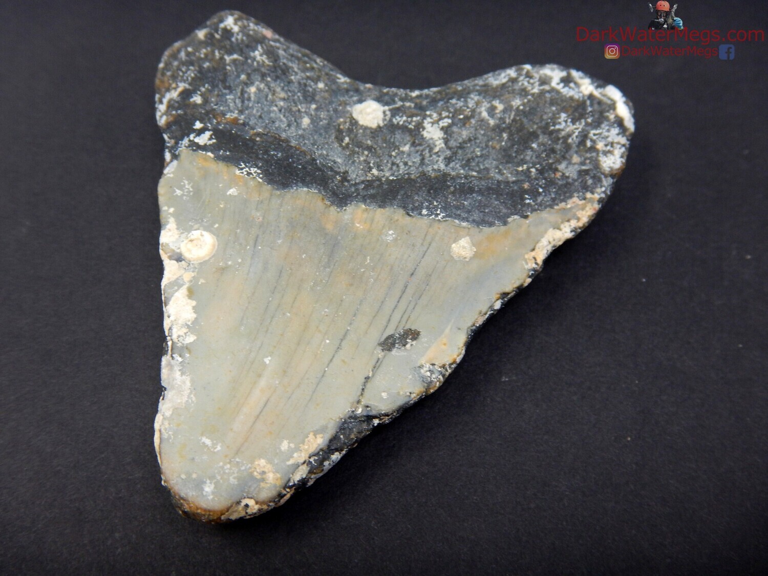 2.78 uncleaned megalodon fossil