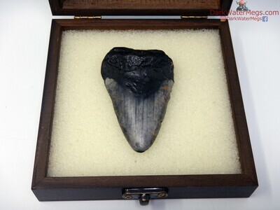 3.07 fossil megalodon in box