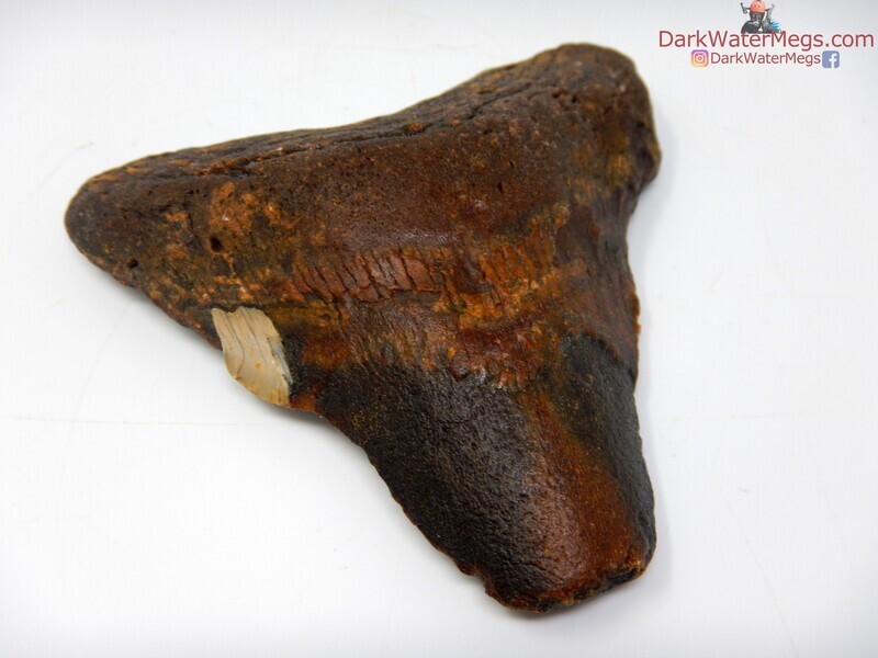 3.81 bargain megalodon