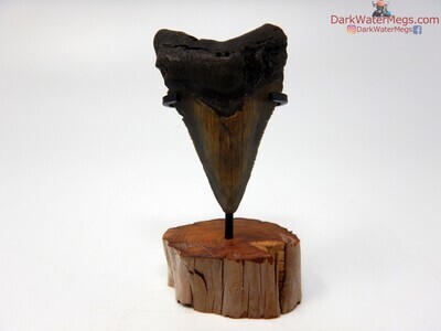 1.83 gorgeous baby megalodon tooth with stand