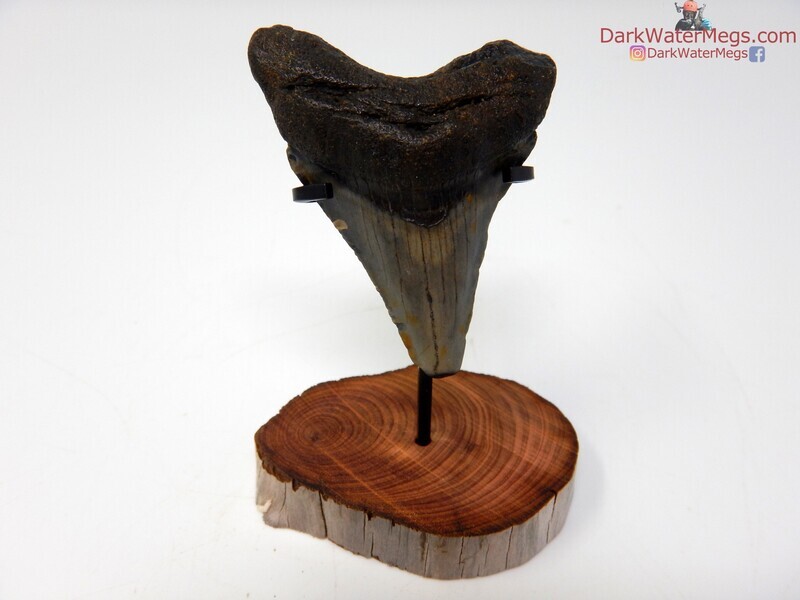 1.83  nice small megalodon with stand