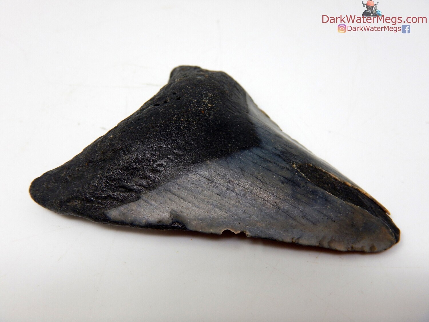 2.83 dark megalodon