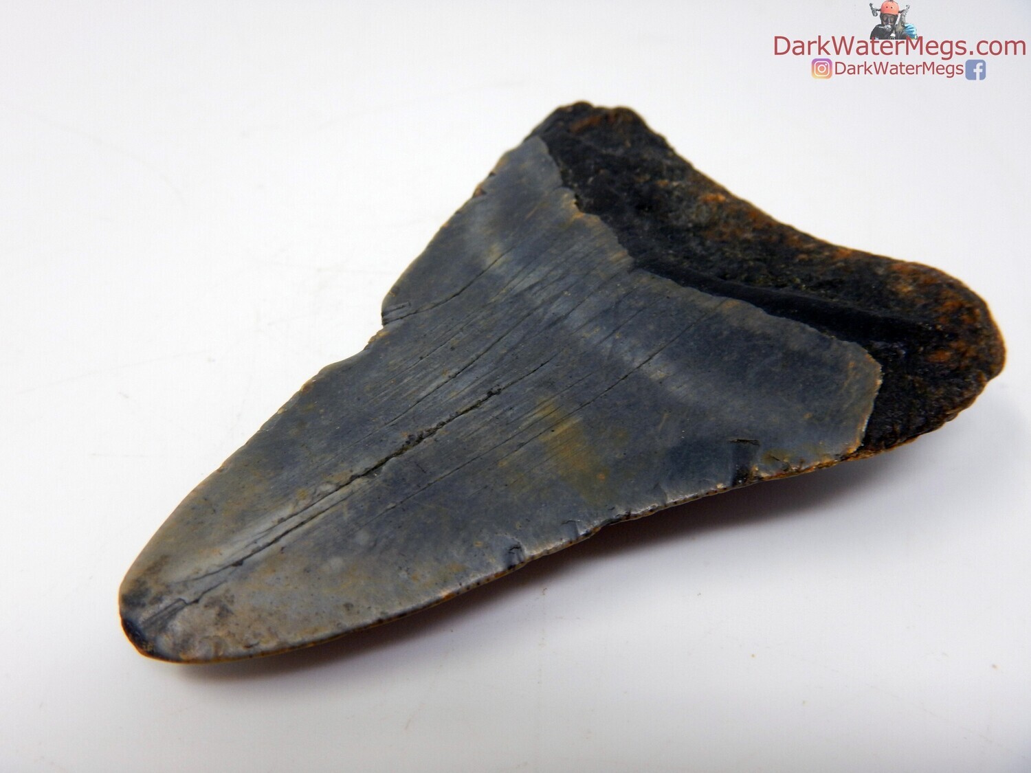 2.85 dark fossil megalodon