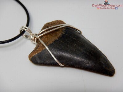 2.03" large dark fossil great white necklace
