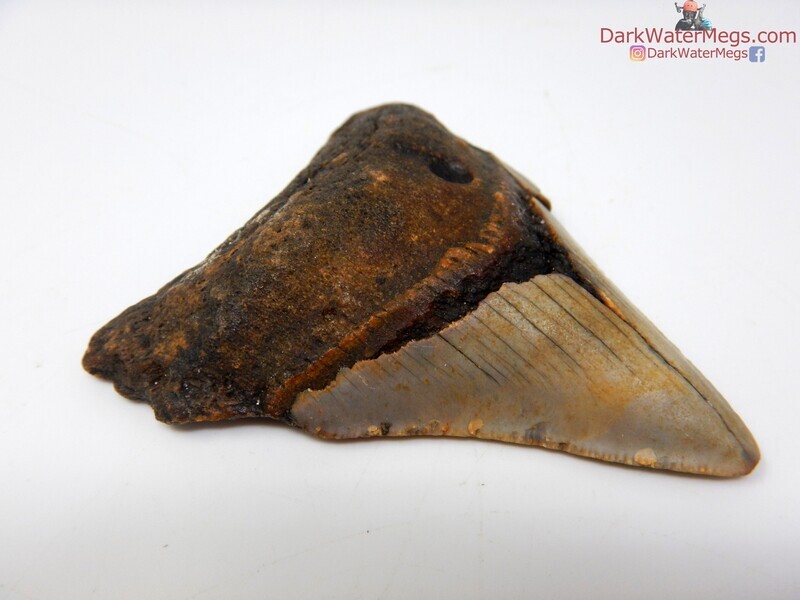 2.96 very wide root megalodon