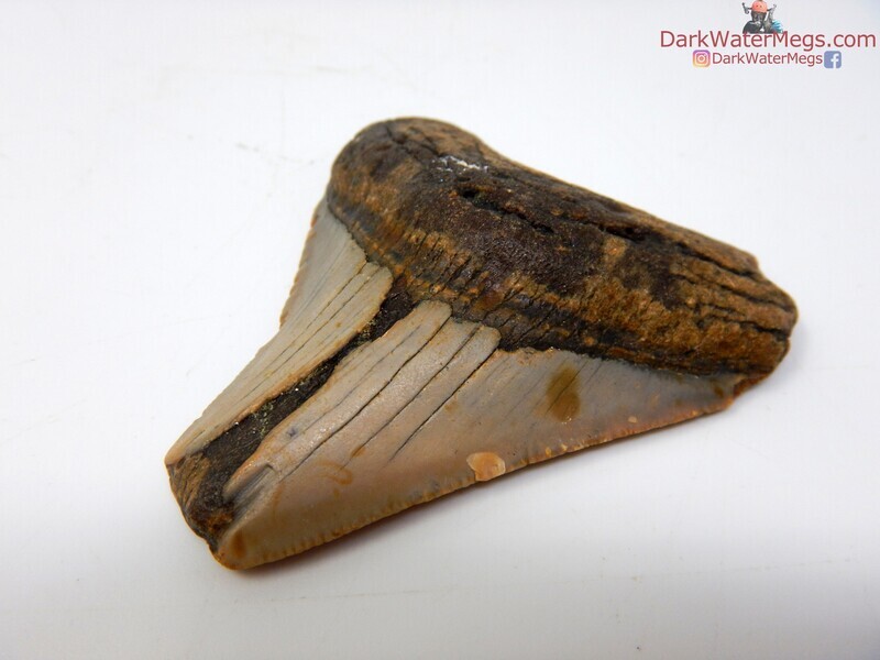 2.37 tan and orange fossil megalodon