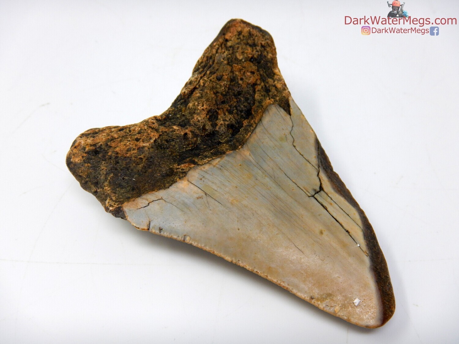 3.26 tan and orange megalodon