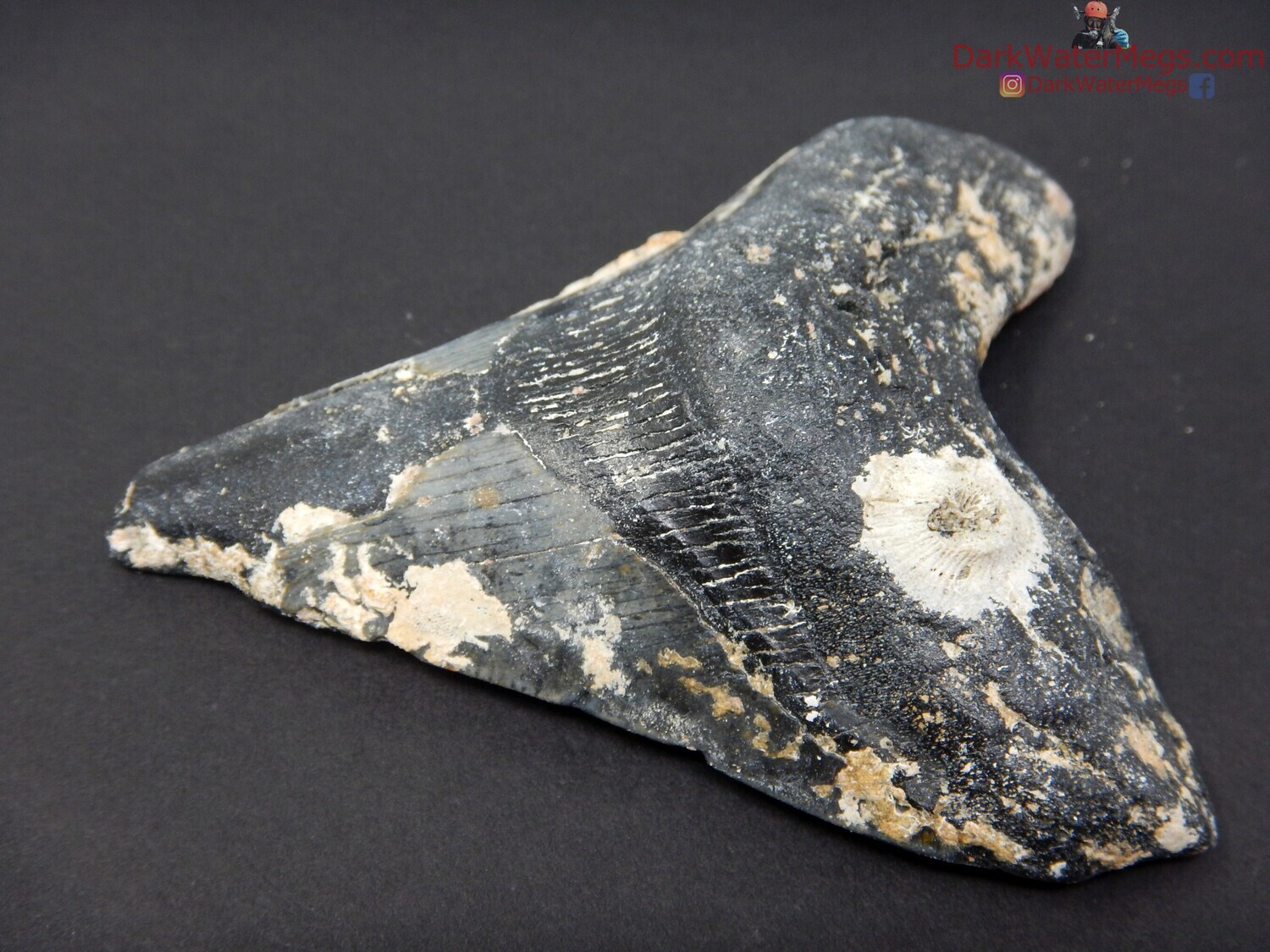 3.61 uncleaned megalodon fossil