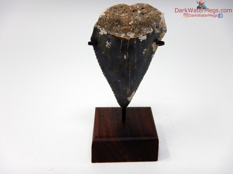 2.28&quot; large uncleaned great white on stand
