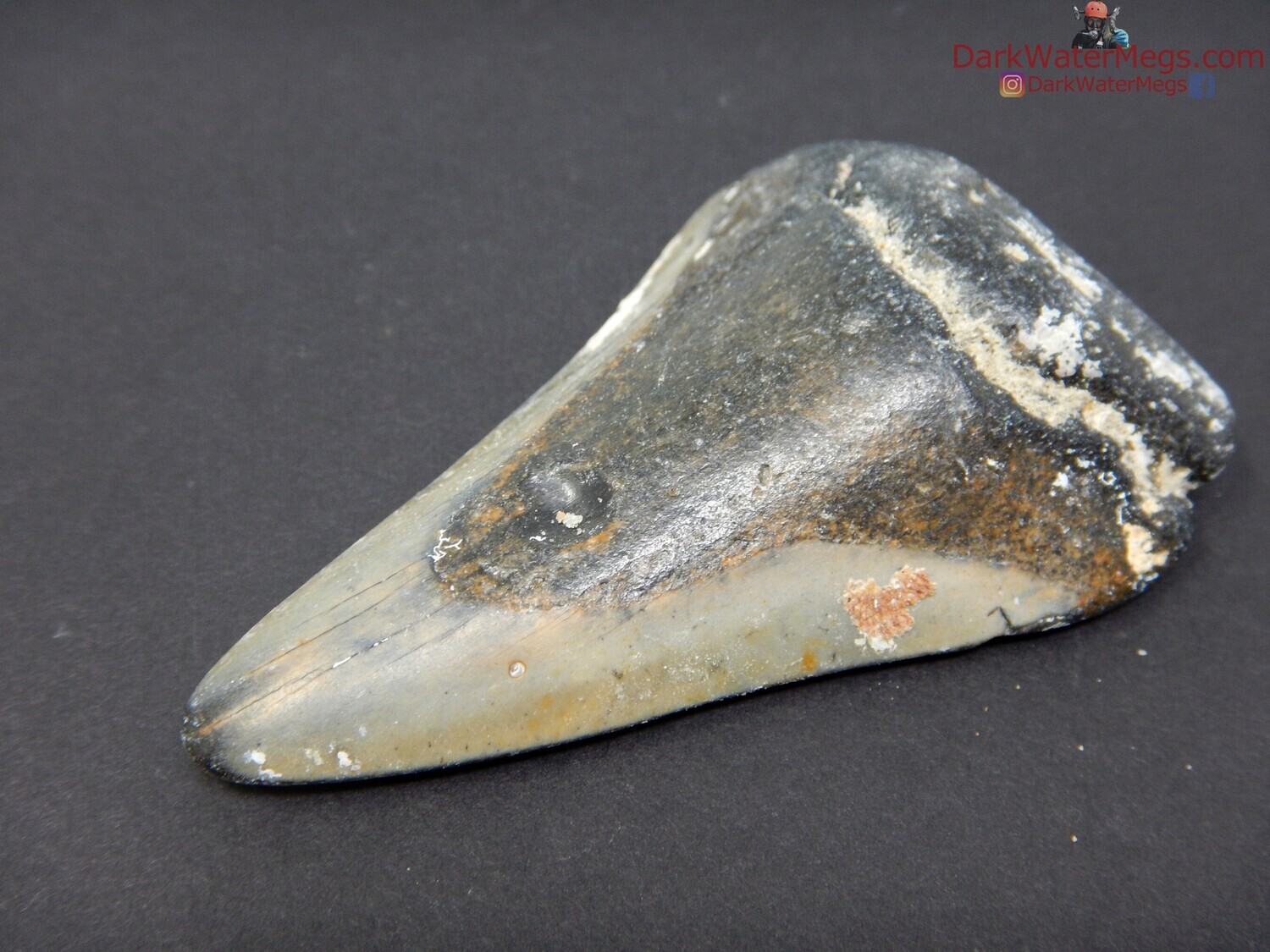 2.65 slender uncleaned megalodon fossil