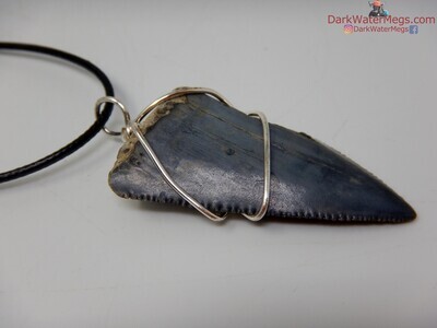 1.89" serrated fossil great white necklace