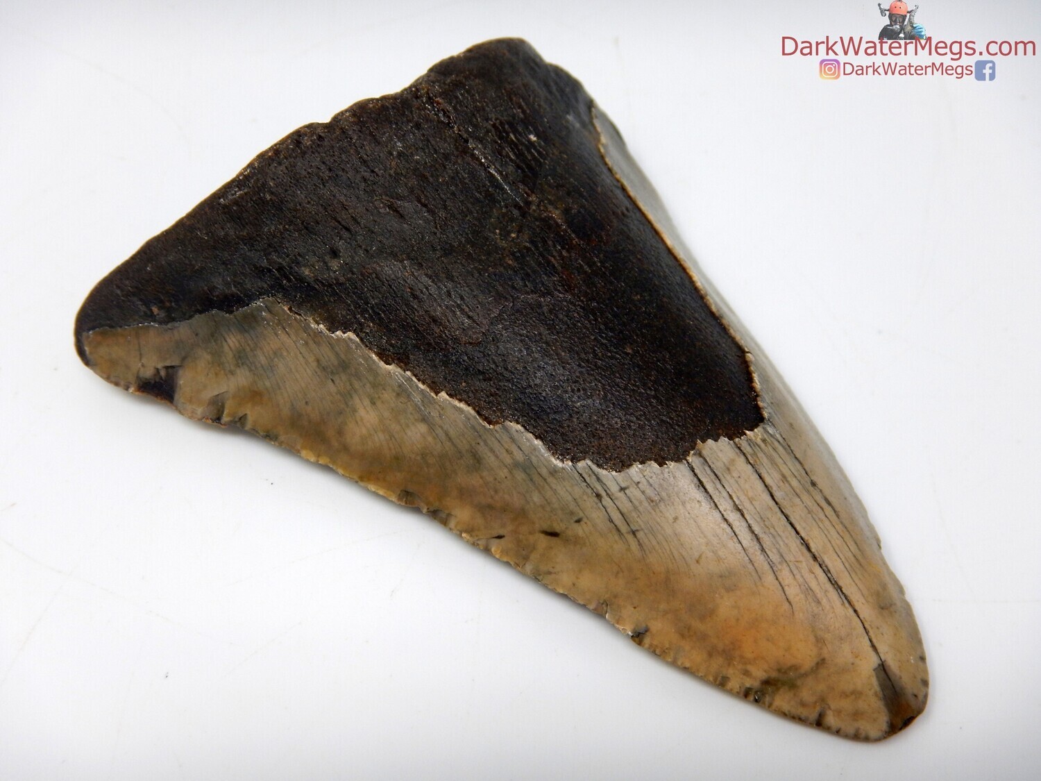 3.72 tand and brown megalodon
