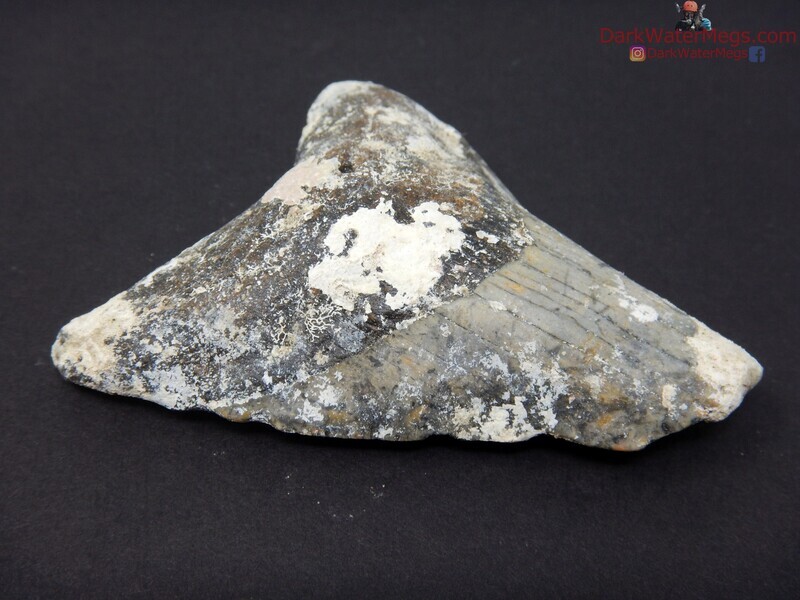 3.16 uncleaned megalodon