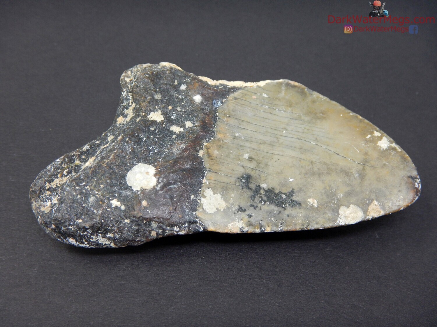 3.31 uncleaned megalodon tooth fossil