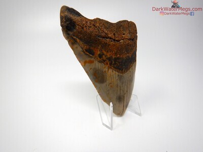 4.28 orange and tan megalodon on clear stand