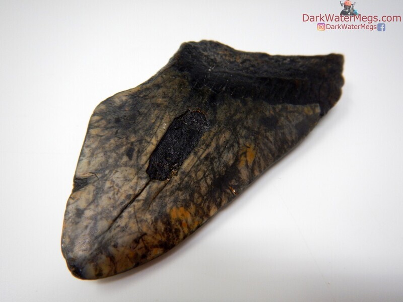 4.38 dark patterned blade megalodon
