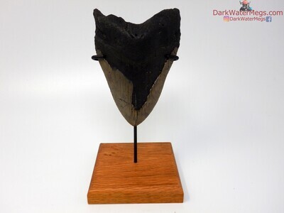 4.74 big megalodon tooth