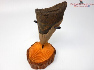 4.13 megalodon fossil with stand