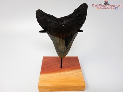 4.32 large wide megalodon tooth