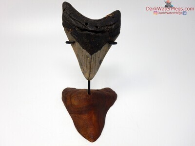 4.05 nice megalodon fossil with stand