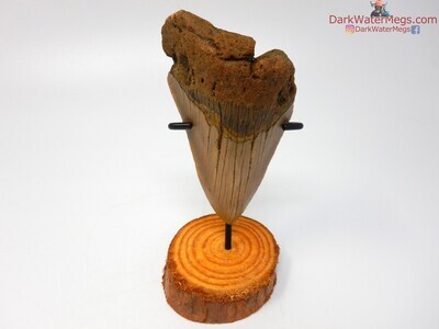 4.01 tan and orange megalodon fossil with stand