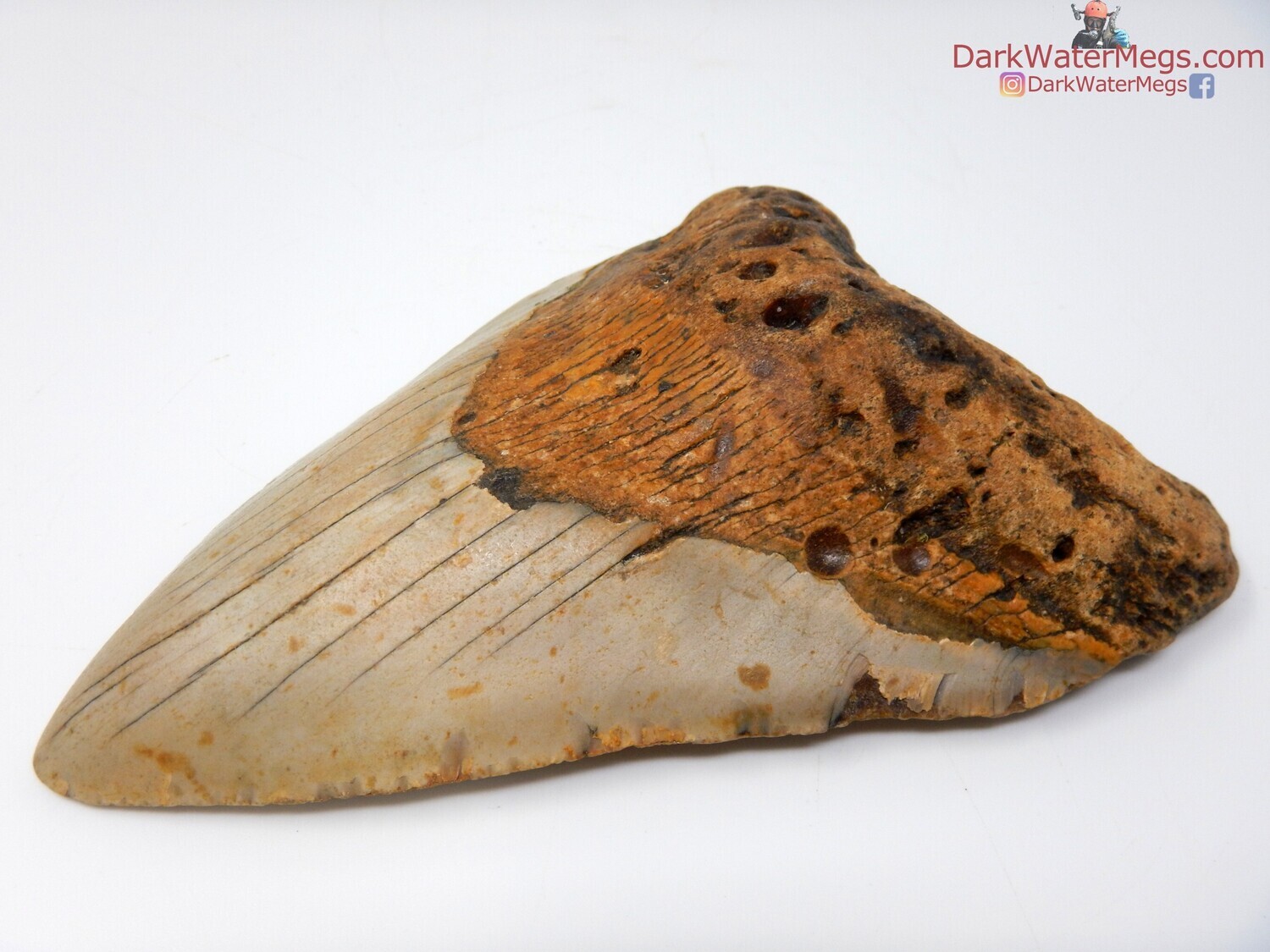 5.33 beautiful orange megalodon tooth