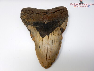 5.72 huge megalodon tooth