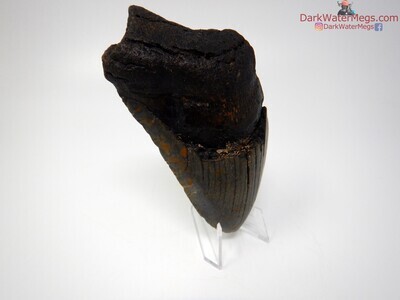 5.00 big megalodon tooth on clear stand