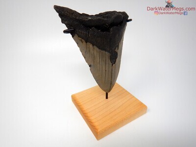 5.27 large megalodon tooth with stand