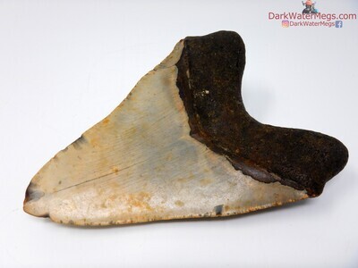 5.28 large megalodon tooth