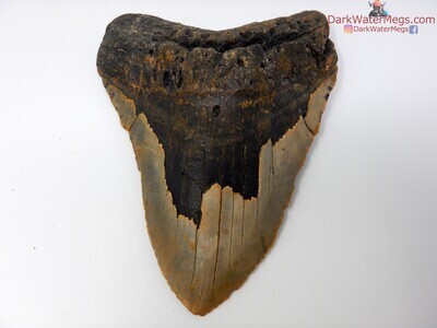 5.99 monstrously large megalodon tooth
