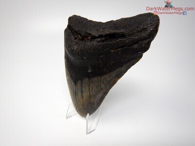 5.15 beefy megalodon tooth on clear stand