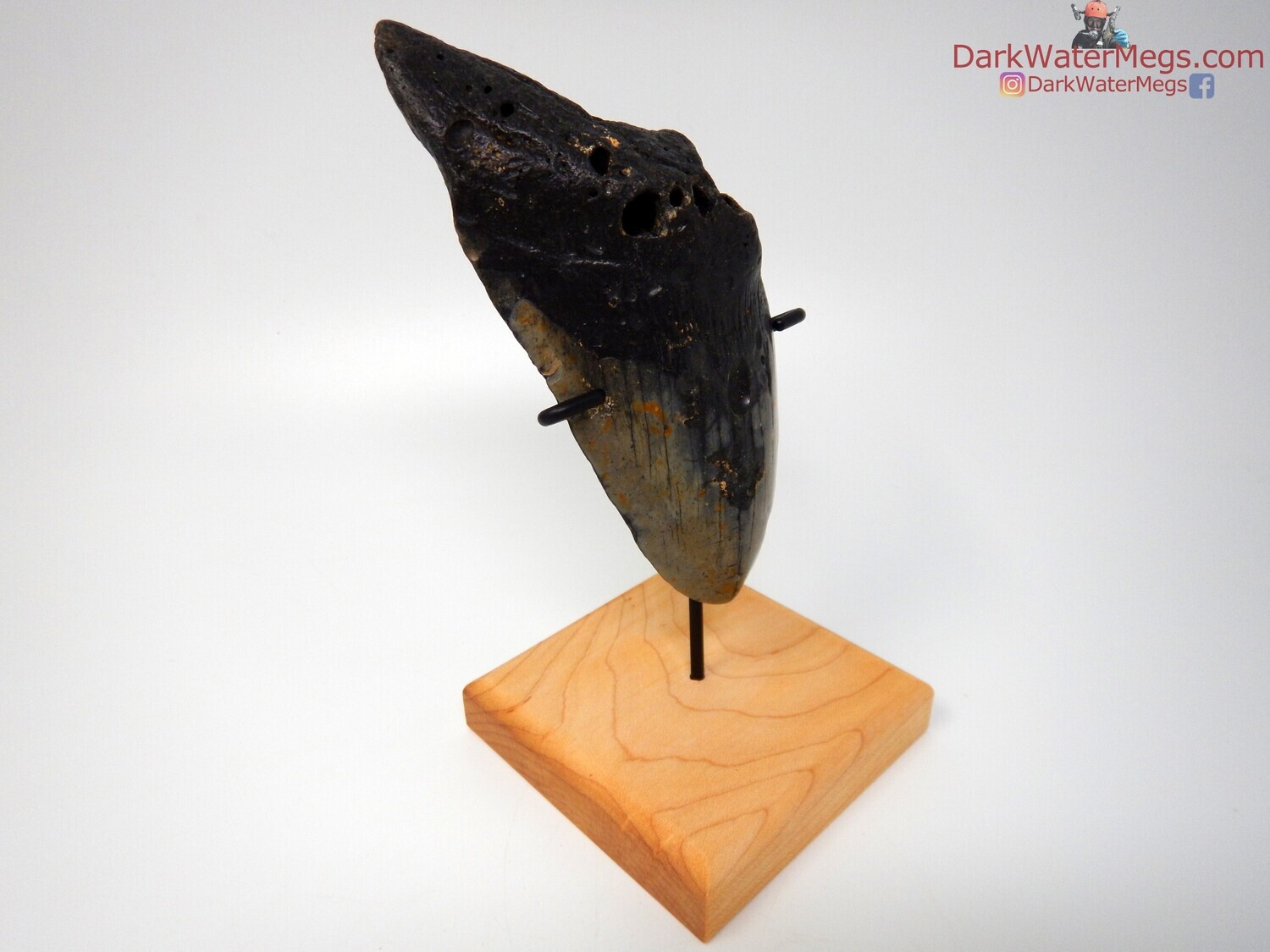 5.70 very large megalodon tooth with stand