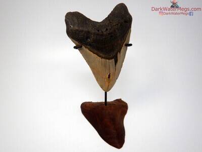 5.05 beautiful megalodon tooth with wood tooth stand