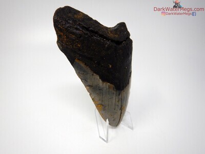 5.14 sizable megalodon tooth on clear stand