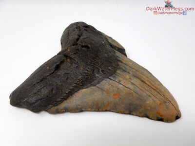 5.70 very large megalodon tooth