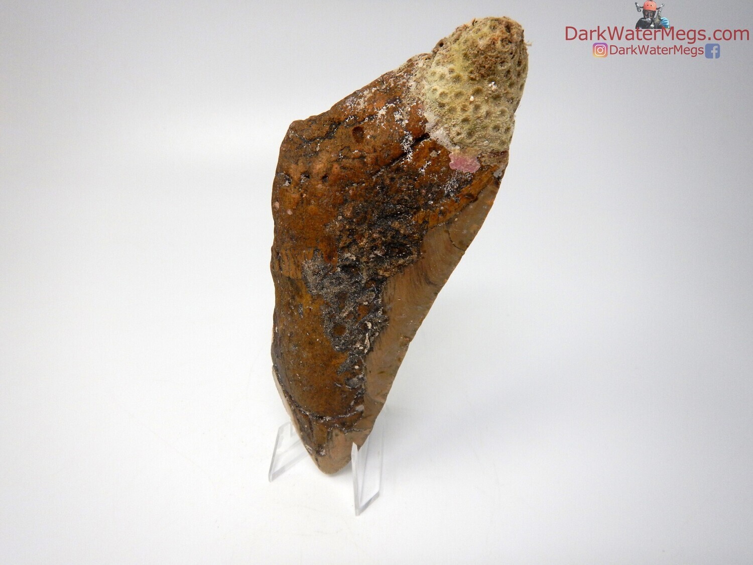 5.98* very big uncleaned megalodon tooth on clear stand