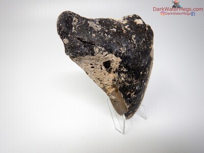5.13 large uncleaned megalodon tooth on clear stand