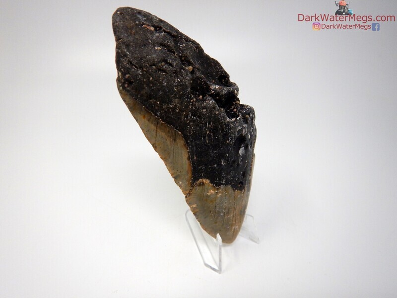 5.64 big uncleaned megalodon tooth on clear stand