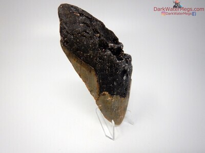 5.64 big uncleaned megalodon tooth on clear stand