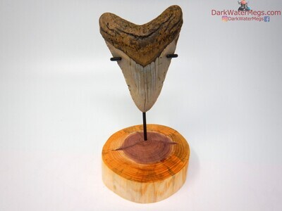 4.10" beautiful megalodon with stand